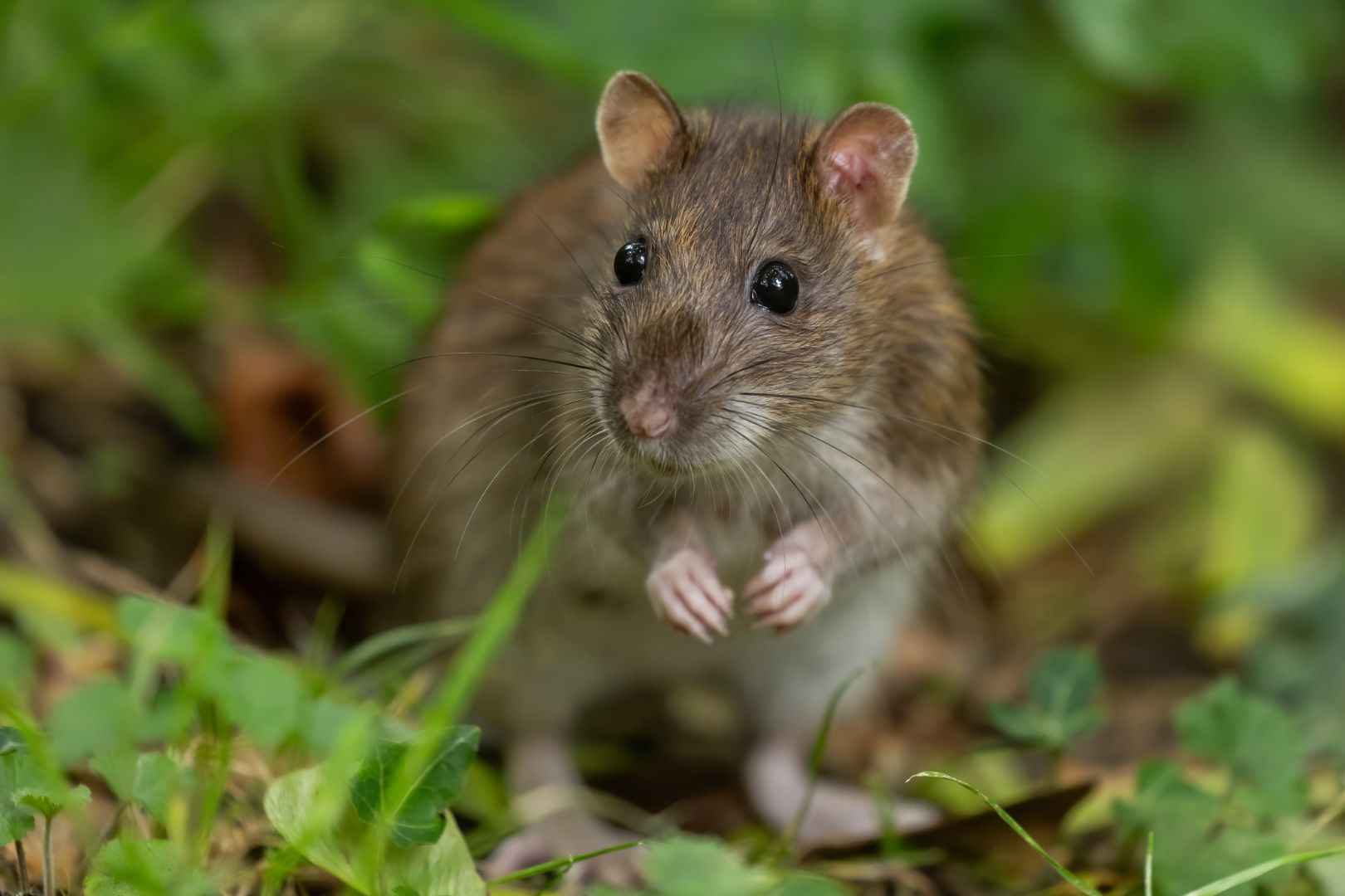 Como Identificar Focos de Ratos e Evitar Infestacao