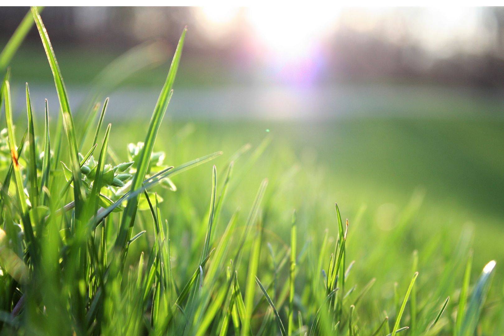 Como Manter Grama Sintetica Sempre Verde
